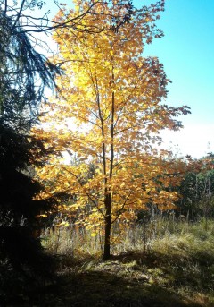 СОБЕСЕДНИКИ