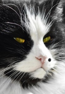 Похождения кота Тишки