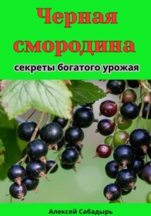 Черная смородина секреты богатого урожая